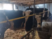Bull, Cattle — photo 2