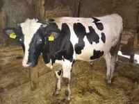 公牛, Simmental cattle — 照片 2