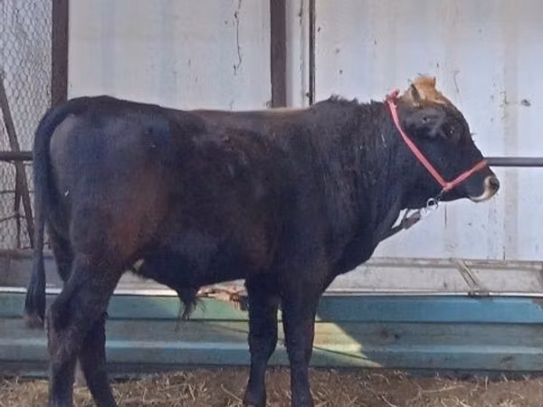 Bulle, Aberdeen-Angus
