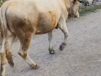 母牛, Alatau breed — 照片 1