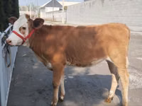 Qoramol (partiya, jinsi ko‘rsatilmagan), Simmental cattle — 2-rasm