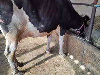 Kuh, Holstein-Rasse — Foto 4