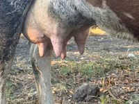 Sigir, Simmental cattle — 5-rasm