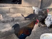 Marans — Foto 4