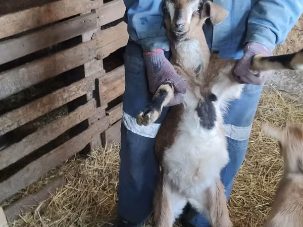 Ziegenbock, Nubian Goat — Kasachstan