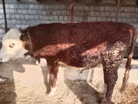 सांड, Simmental cattle — फ़ोटो 4