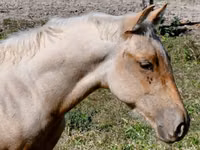 Horse (M), Quarter Horse — photo 6
