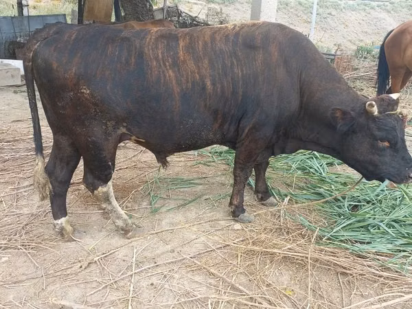 公牛, Alatau breed — 哈萨克斯坦