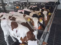 Bulle, Simmental cattle — Foto 1