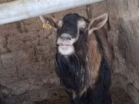 تيس, Alpine goat — الصورة 5