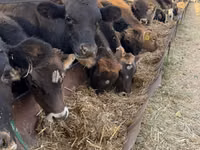 Toro, Swiss cattle — foto 2