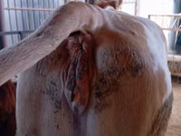 Kuh, Simmental cattle — Foto 3