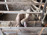 Ovejas (lote, sexo no especificado), Blackheaded Persian sheep — foto 4