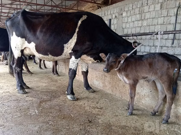 Kuh, Russian Black pied cattle