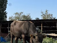公牛, Cattle — 照片 2
