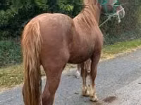 Hengst, Andalusian horse — Foto 1