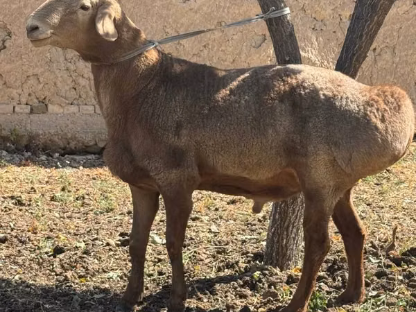 Widder, Arashan sheep