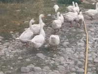 Geese — Foto 4