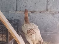 Chickens — foto 4