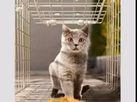 Складная живоловушка-капкан гуманного типа Назначение: - Отлов кошек — Foto 3