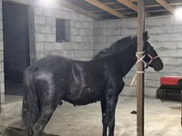 Horse (M), Horses — photo 1