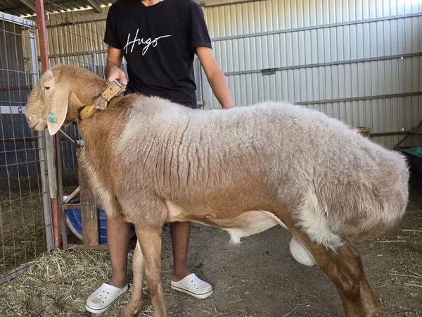 Ram, Arashan sheep