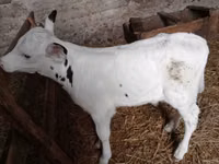 Bull, Holstein breed — photo 1