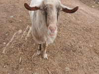 Ziegenbock, Ziegen — Foto 2