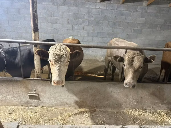 Toro, Raza Auliékol