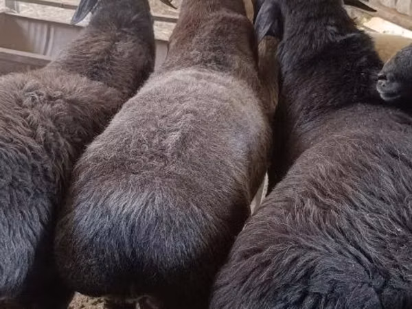 Кочкор, Гиссар койу