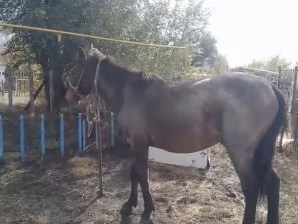 Hengst, Kazakh horse — Kasachstan