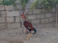 Chickens — 4-сурет