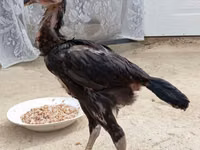Chickens — फ़ोटो 8