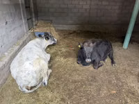 Kuh, Swiss cattle — Foto 1