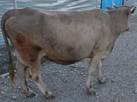 Kuh, Alatau-Rasse — Foto 5