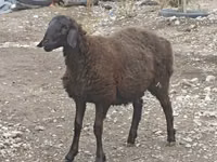 كبش, الأغنام — الصورة 4