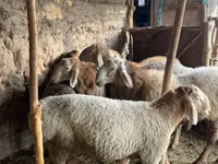 Қошқар, Arashan sheep — 4-сурет
