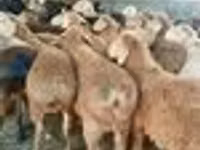 كبش, الأغنام — الصورة 4