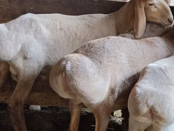 كبش, Arashan sheep