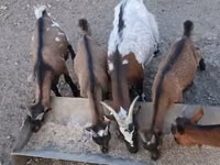 Ziegenbock, Pomellata goat — Foto 3