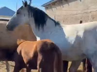 Hengst, Kazakh horse — Foto 3