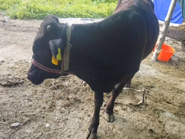 Toro, Ganado vacuno