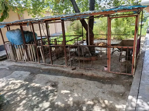 Schafe (Partie, Geschlecht nicht angegeben), Schafe — Usbekistan