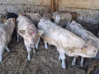 ثور, Charolais cattle — الصورة 6