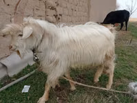 母山羊, Saanen goat — 照片 2