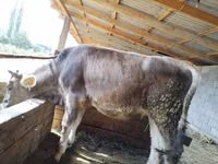 Kuh, Holstein-Rasse — Foto 4