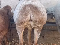 Oveja, Arashan sheep — foto 7