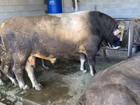 Bulle, Swiss cattle — Foto 3