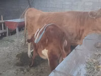 गाय, मवेशी — फ़ोटो 2