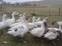 Geese — 照片 3